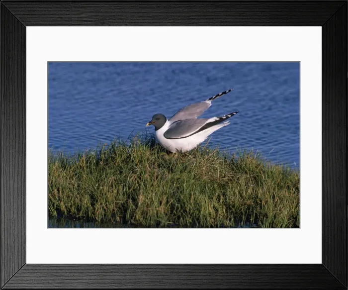 Framed Print : Sabines Gull - alighting at nest Framed Print : Sabines Gull - alighting at nest