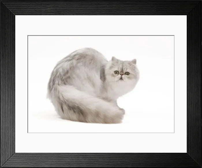 Framed Print : Cat - Persian kitten in studio Framed Print : Cat - Persian kitten in studio