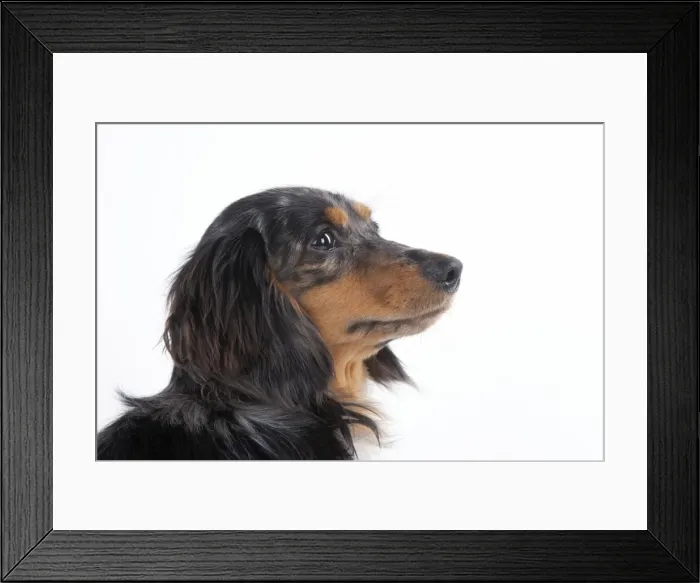 Framed Print : Dog - Miniature Long Haired Dachshund Framed Print : Dog - Miniature Long Haired Dachshund