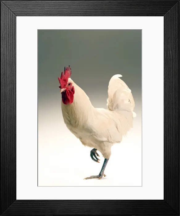 Framed Print : Chicken - Cockerel - white hybrid in studio Framed Print : Chicken - Cockerel - white hybrid in studio