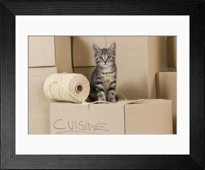 Framed Print : Cat - European tabby kitten sitting on packing boxes Framed Print : Cat - European tabby kitten sitting on packing boxes