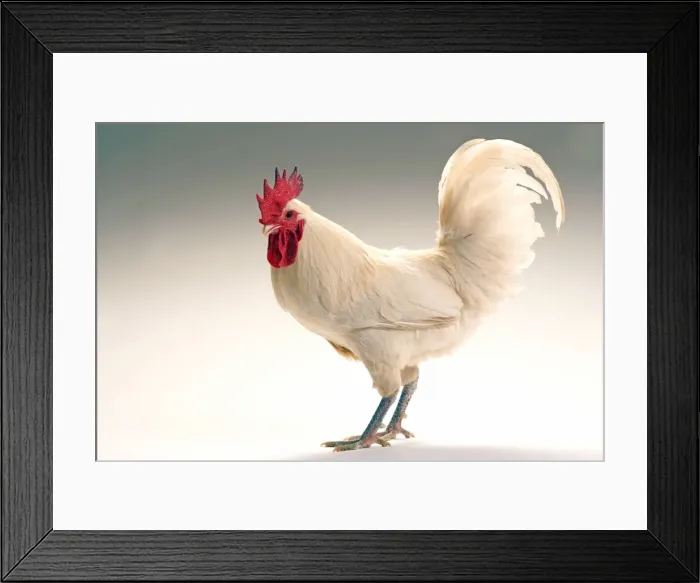 Framed Print : Chicken - Cockerel - white hybrid in studio