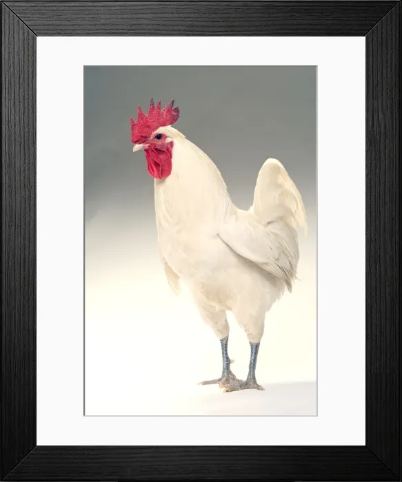 Framed Print : Chicken - Cockerel - white hybrid in studio Framed Print : Chicken - Cockerel - white hybrid in studio