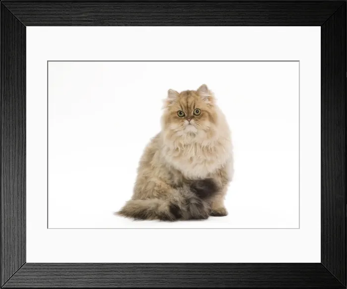 Framed Print : Cat - 7 month old Persian Kitten - Black golden-shell Framed Print : Cat - 7 month old Persian Kitten - Black golden-shell