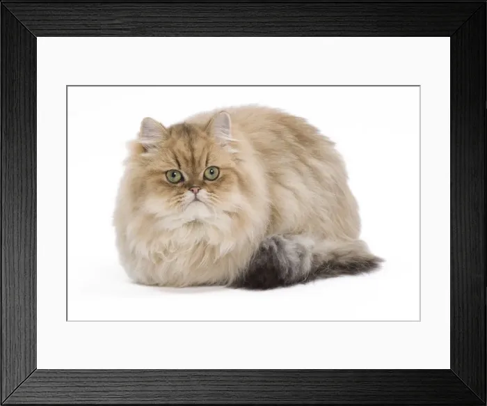 Framed Print : Cat - 7 month old Persian Kitten in studio - Black golden-shell Framed Print : Cat - 7 month old Persian Kitten in studio - Black golden-shell