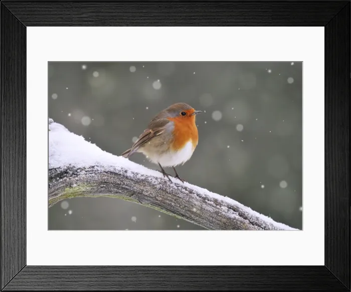 Framed Print : BIRD. Robin Framed Print : BIRD. Robin