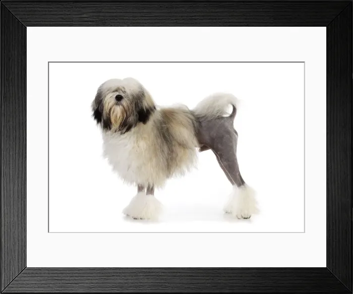Framed Print : DOG. Lowchen Framed Print : DOG. Lowchen