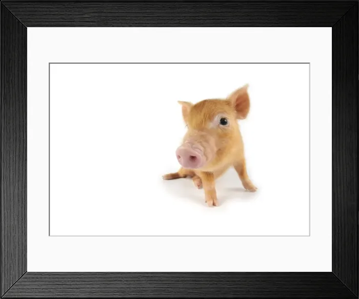 Framed Print : Pig. Tamworth piglet on white background Framed Print : Pig. Tamworth piglet on white background