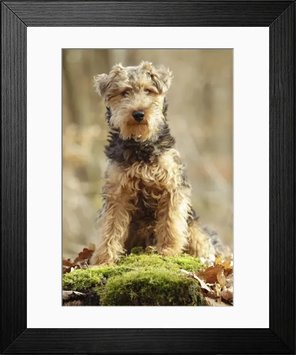 Framed Print : Welsh Terrier Framed Print : Welsh Terrier