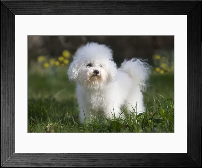 Framed Print : Dog - Bichon Frise Framed Print : Dog - Bichon Frise