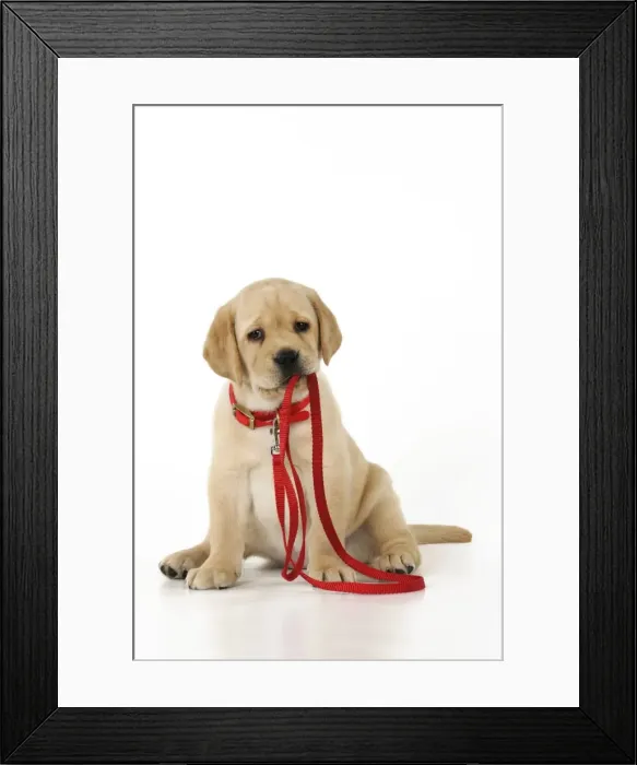 Framed Print : DOG. Yellow labrador puppy holding its own lead Framed Print : DOG. Yellow labrador puppy holding its own lead