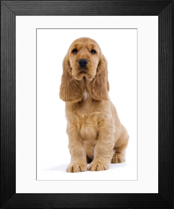 Framed Print : Dog - English Cocker Spaniel Framed Print : Dog - English Cocker Spaniel