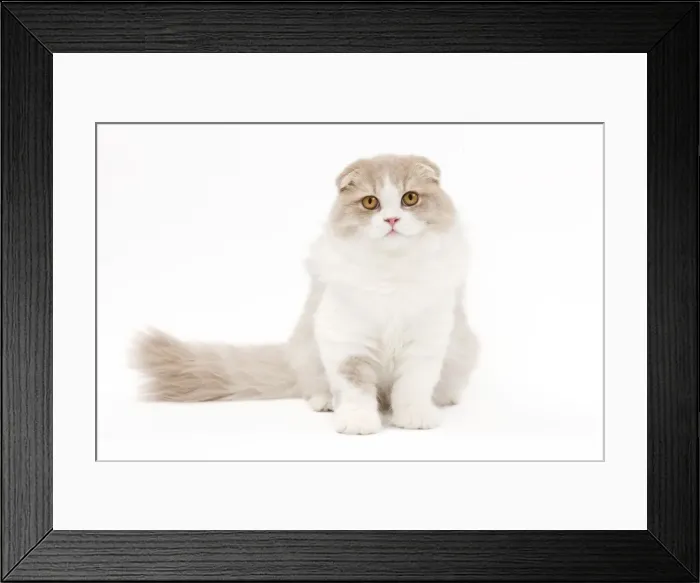 Framed Print : Cat - Highland Fold in studio Framed Print : Cat - Highland Fold in studio