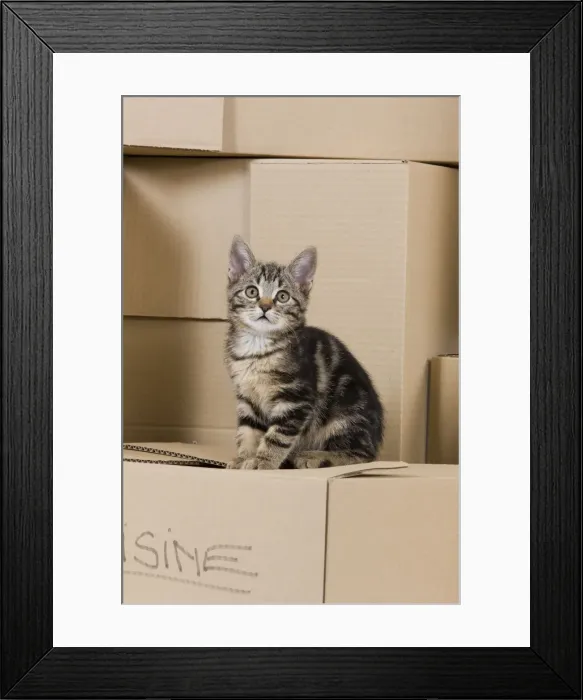 Framed Print : Cat - European tabby sitting on packing boxes Framed Print : Cat - European tabby sitting on packing boxes