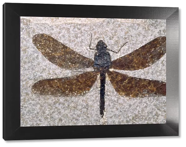 Dragonfly Fossil - Eocene 53 m. y. a. Green River Formation Fossil Lake, Wyoming