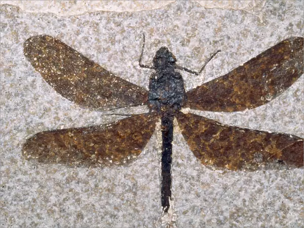 Dragonfly Fossil - Eocene 53 m. y. a. Green River Formation Fossil Lake, Wyoming