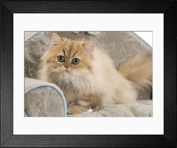 Framed Print : Cat - Persian on sofa Framed Print : Cat - Persian on sofa