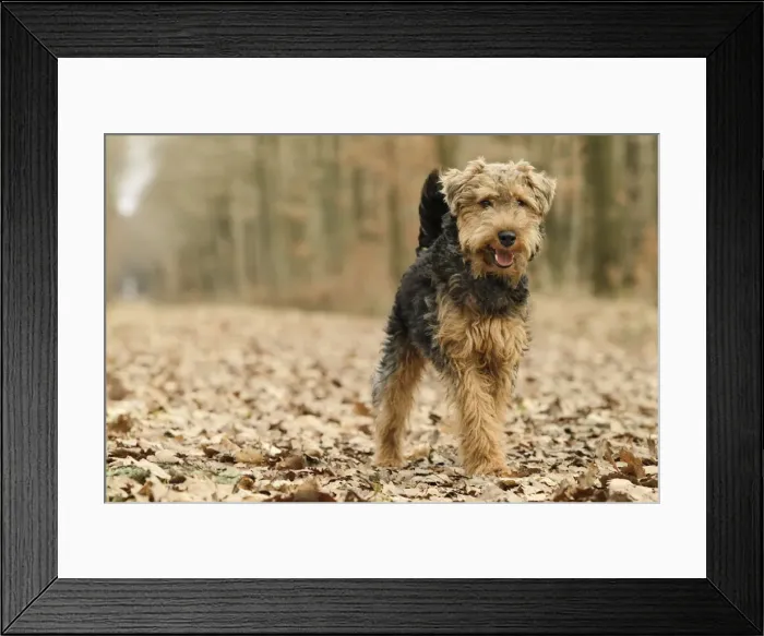 Framed Print : Welsh Terrier Framed Print : Welsh Terrier