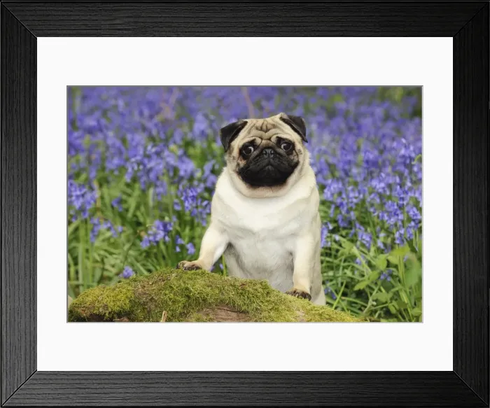Framed Print : DOG. Pug in bluebells Framed Print : DOG. Pug in bluebells