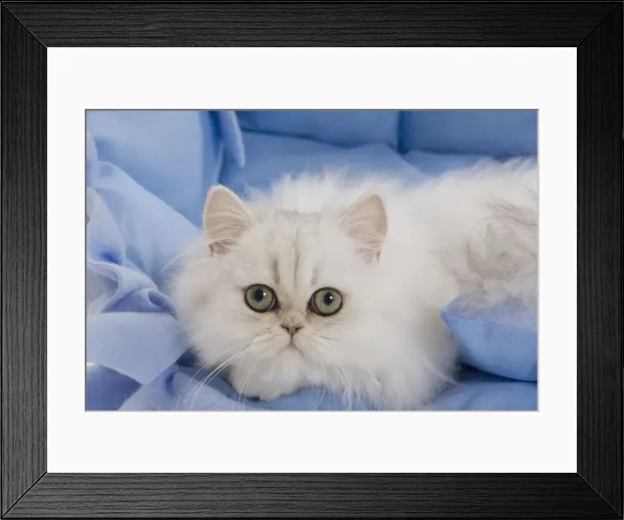 Framed Print : Cat - Persian on blue fabric in studio Framed Print : Cat - Persian on blue fabric in studio