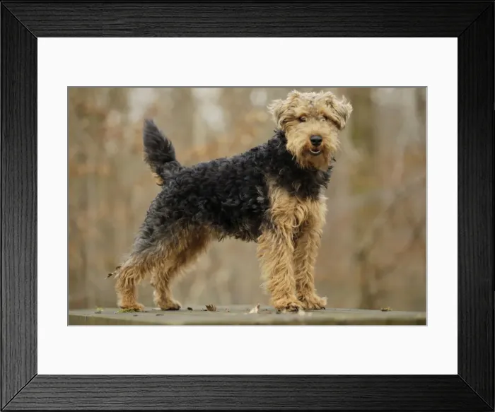 Framed Print : Welsh Terrier Framed Print : Welsh Terrier
