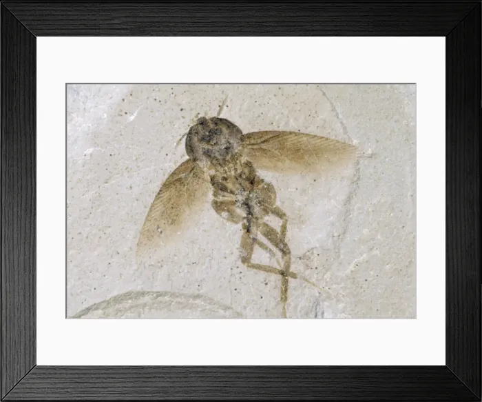 Framed Print : Cockroach Fossil - Eocene 48 m. y. a. Green River Formation, Colorado Framed Print : Cockroach Fossil - Eocene 48 m. y. a. Green River Formation, Colorado