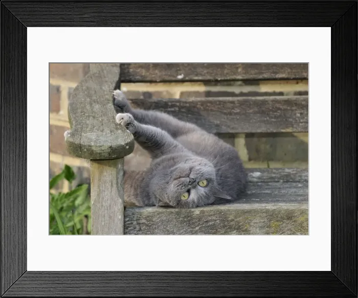 Framed Print : CAT. Cat laying on garden bench Framed Print : CAT. Cat laying on garden bench
