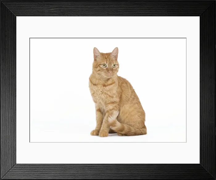 Framed Print : Cat - European ginger tabby - in studio Framed Print : Cat - European ginger tabby - in studio