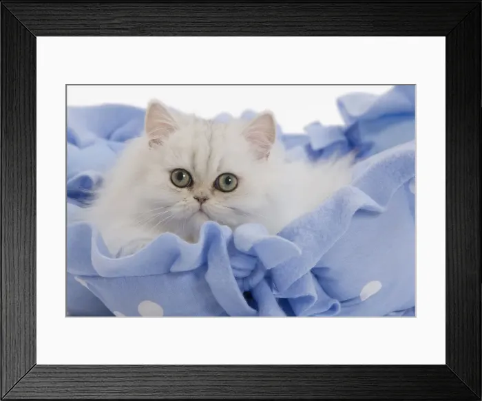 Framed Print : Cat - Persian on blue fabric in studio Framed Print : Cat - Persian on blue fabric in studio