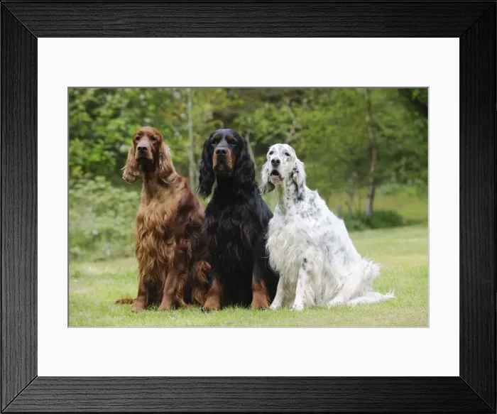 Framed Print : DOG. Irish setter sitting next to gordon setter and english setter Framed Print : DOG. Irish setter sitting next to gordon setter and english setter