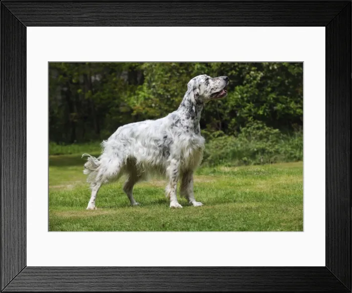 Framed Print : DOG. English setter standing Framed Print : DOG. English setter standing