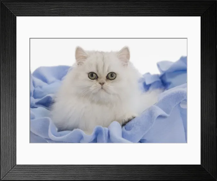 Framed Print : Cat - Persian on blue fabric in studio Framed Print : Cat - Persian on blue fabric in studio
