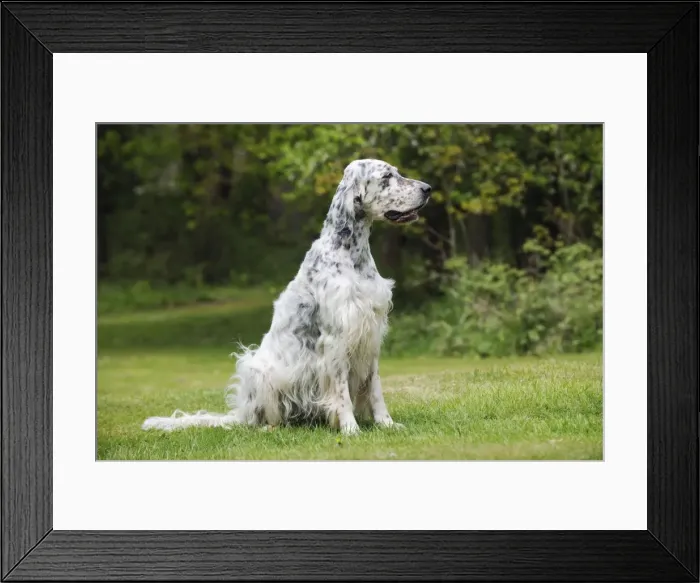 Framed Print : DOG. English setter sitting down Framed Print : DOG. English setter sitting down