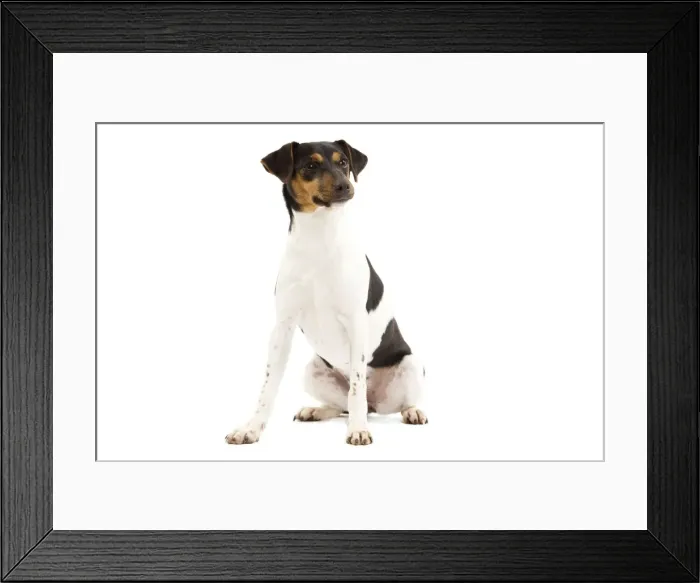 Framed Print : Dog - Brazilian Terrier - adult in studio Framed Print : Dog - Brazilian Terrier - adult in studio