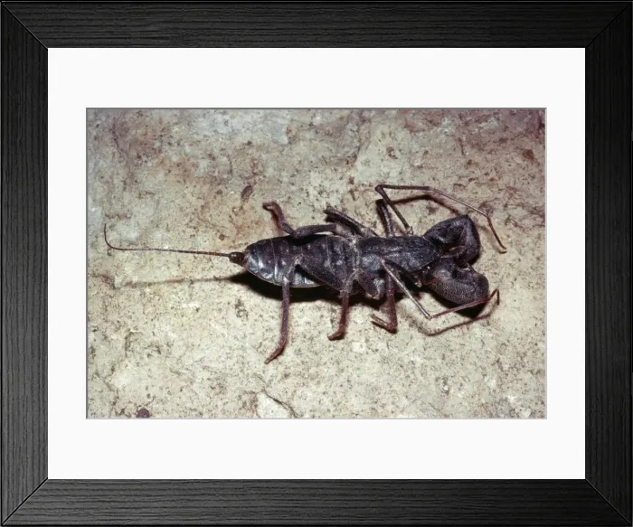 Framed Print : Whip Scorpion / Vinegaroon - Deserts of Arizona - USA Framed Print : Whip Scorpion / Vinegaroon - Deserts of Arizona - USA
