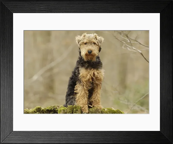 Framed Print : Welsh Terrier Framed Print : Welsh Terrier