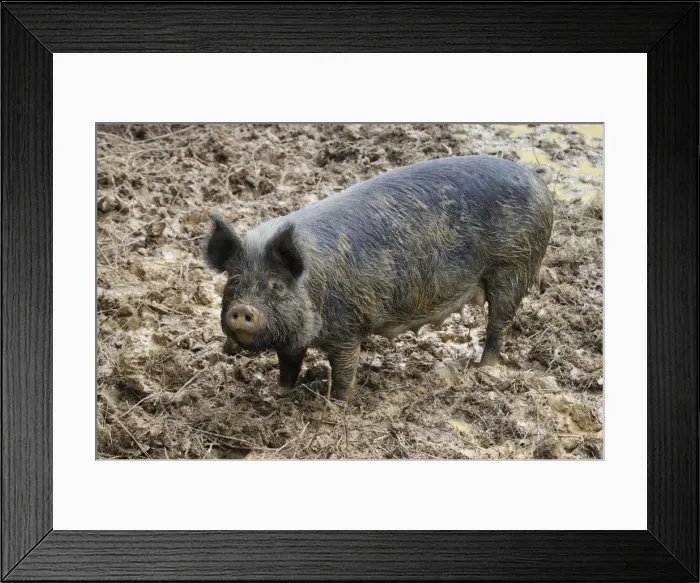 Framed Print : PIG. Berkshire pig in mud Framed Print : PIG. Berkshire pig in mud
