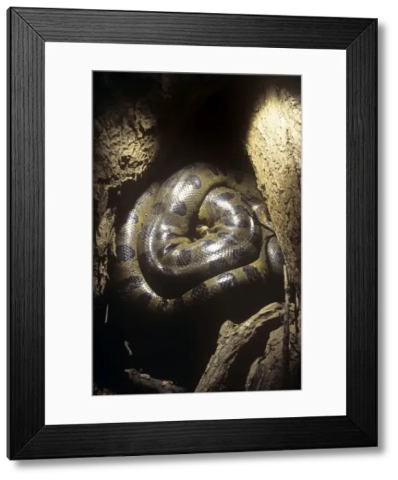 Framed Print : Anaconda - hidden among tree roots to survive dry season Framed Print : Anaconda - hidden among tree roots to survive dry season