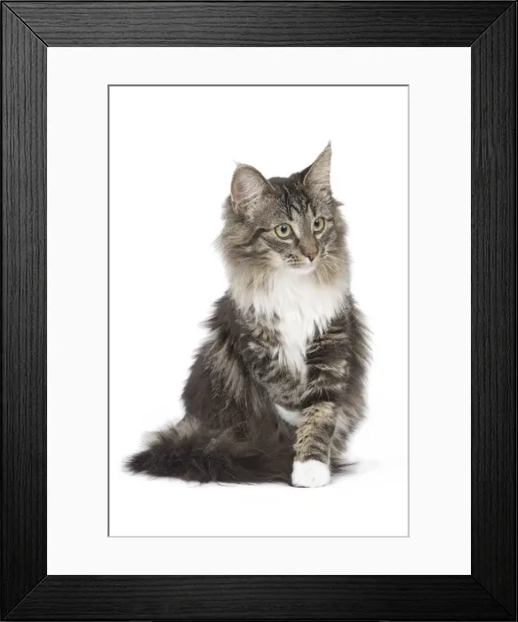 Framed Print : Cat - Norwegian brown blotched tabby & white in studio Framed Print : Cat - Norwegian brown blotched tabby & white in studio