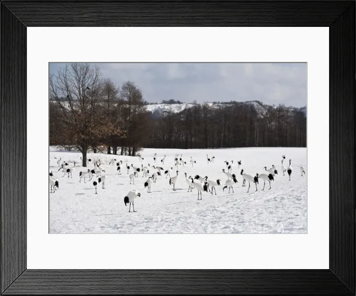 Framed Print : Red-crowned Crane - group on wintering ground - Kushiro - Hokkaido Island - Japan Framed Print : Red-crowned Crane - group on wintering ground - Kushiro - Hokkaido Island - Japan