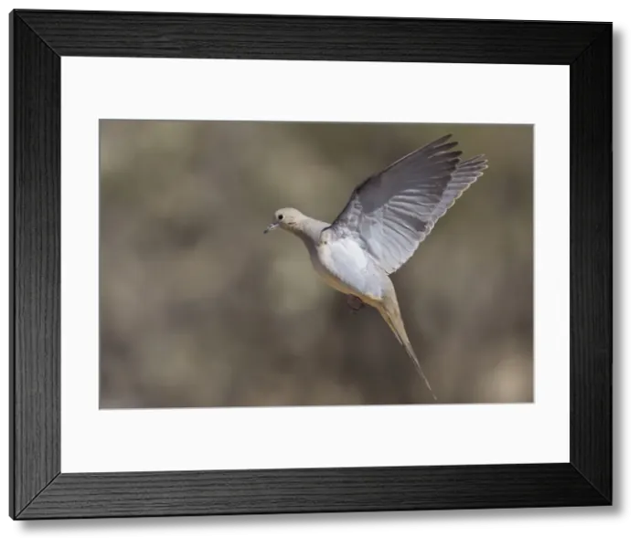 Framed Print : Mourning Dove - in flight - Southeast Arizona in March - USA Framed Print : Mourning Dove - in flight - Southeast Arizona in March - USA