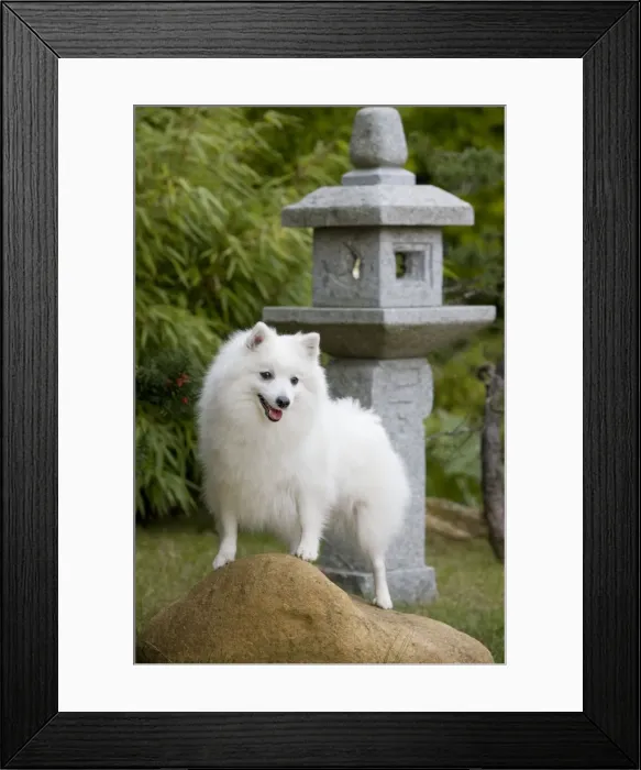 Framed Print : Dog - Japanese Spitz