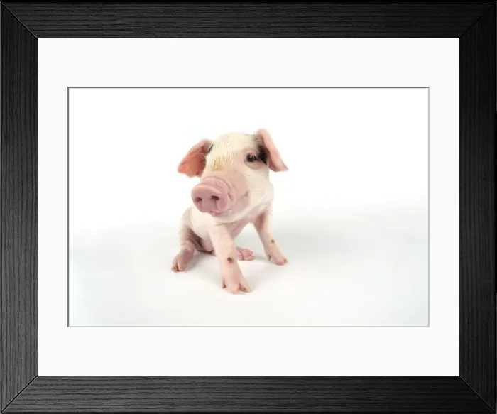 Framed Print : Pig. Gloucester old spot piglet on white background Framed Print : Pig. Gloucester old spot piglet on white background