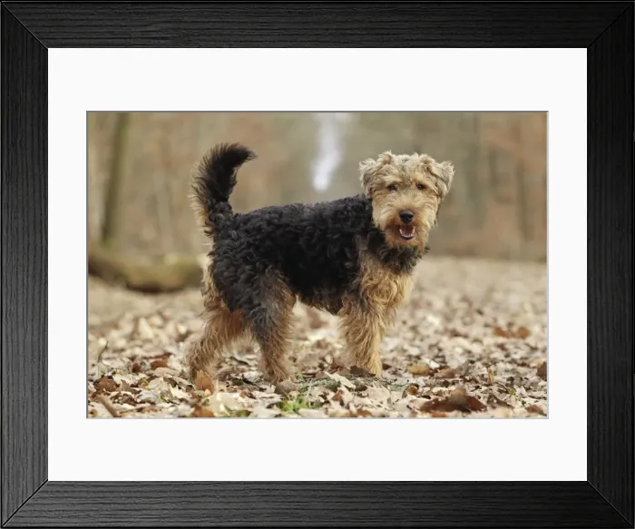 Framed Print : Welsh Terrier Framed Print : Welsh Terrier
