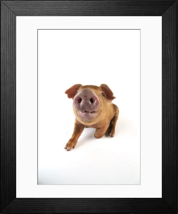 Framed Print : Pig. Duroc piglet on white background Framed Print : Pig. Duroc piglet on white background