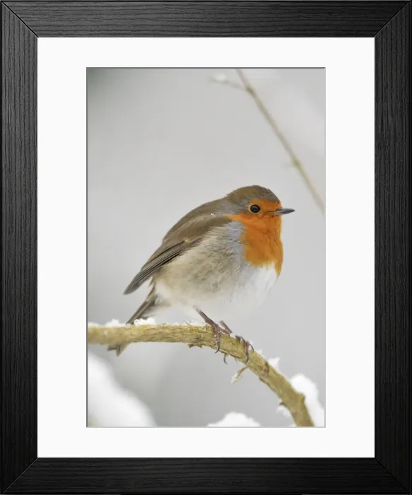Framed Print : BIRD. Robin Framed Print : BIRD. Robin