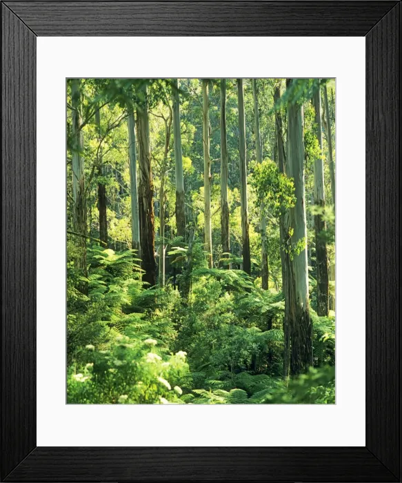 Framed Print : Temperate rainforest with Mountain Ash and Tree Ferns (Cyathea australis) - Tarra - Bulga National Park - East Gippsland - Victoria - Australia JPF52202 Framed Print : Temperate rainforest with Mountain Ash and Tree Ferns (Cyathea australis) - Tarra - Bulga National Park - East Gippsland - Victoria - Australia JPF52202
