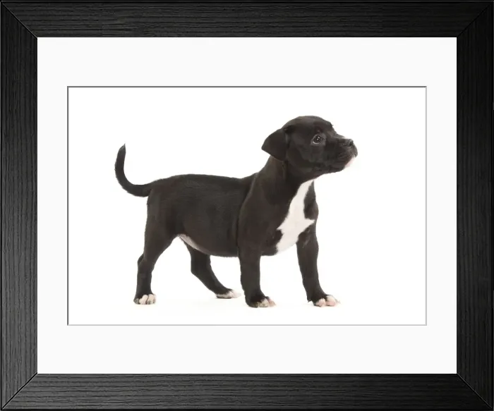 Framed Print : Dog - Staffordshire Bull Terrier - puppy Framed Print : Dog - Staffordshire Bull Terrier - puppy