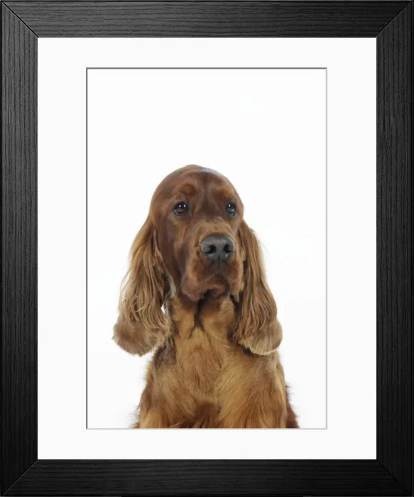 Framed Print : DOG. Irish setter head shot Framed Print : DOG. Irish setter head shot