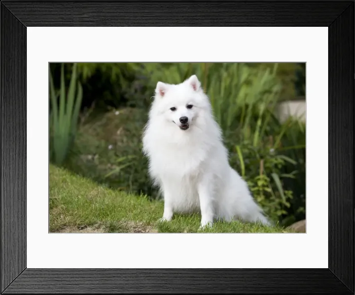 Framed Print : Dog - Japanese Spitz Framed Print : Dog - Japanese Spitz
